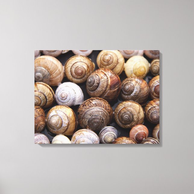 Snail Shells Canvas Print (Front)