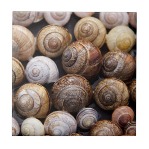 Snail Shells Ceramic Tile