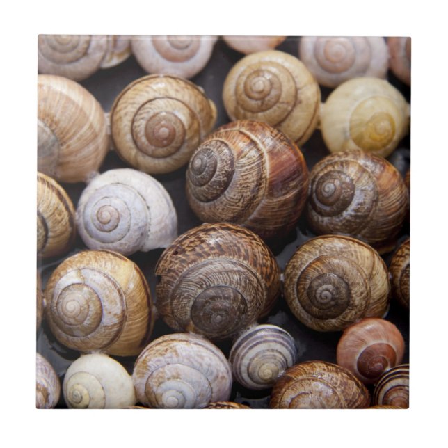 Snail Shells Ceramic Tile (Front)