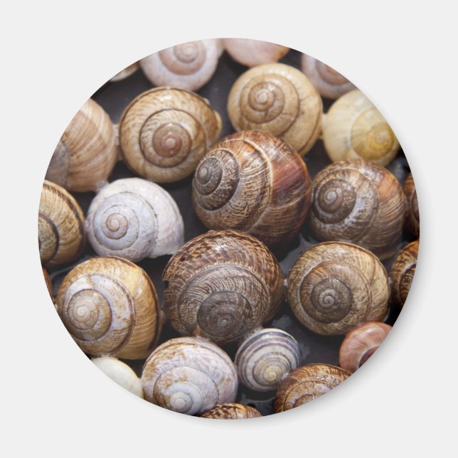 Snail Shells Magnet (Front)