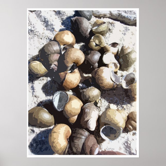 Snail Shells Outline Poster (Front)
