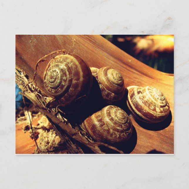 Snail Shells Postcard (Front)