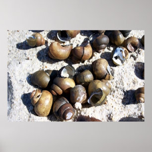 SNAIL Shells Poster