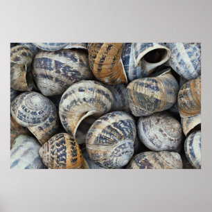 Snail shells poster