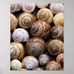 Snail Shells Poster