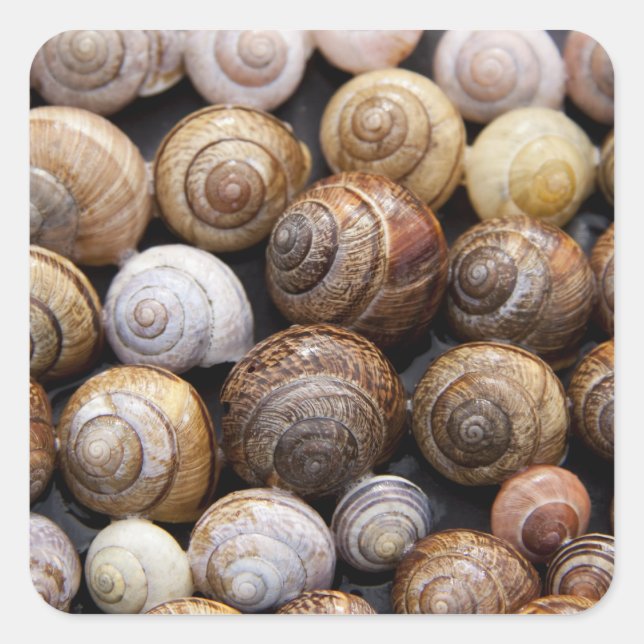 Snail Shells Stickers (Front)