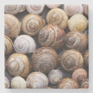 Snail Shells Stone Coaster