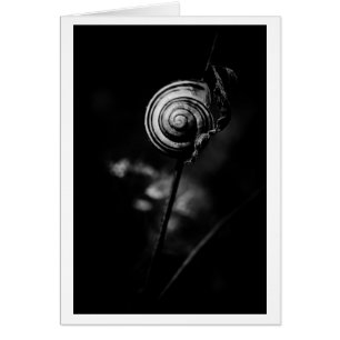 snail tail