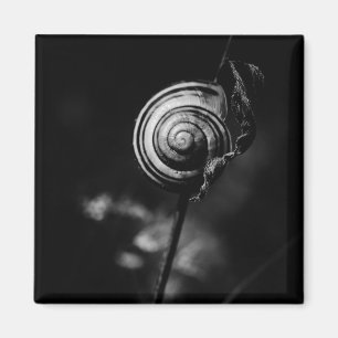 snail tail magnet