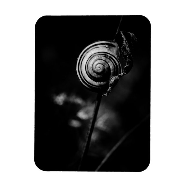 snail tail magnet (Vertical)