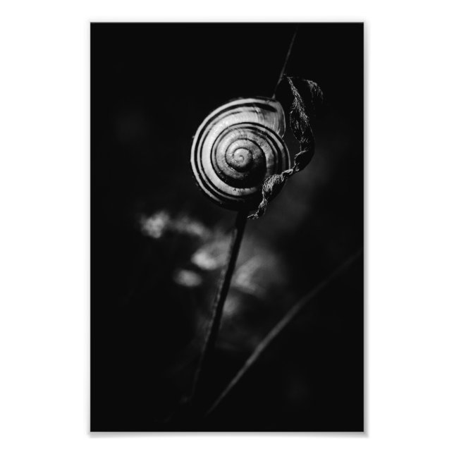 snail tail photo print (Front)