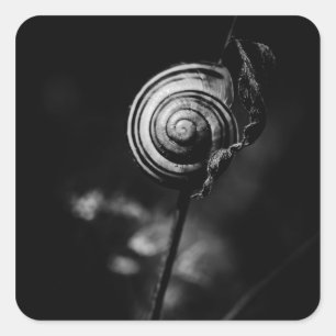 snail tail square sticker