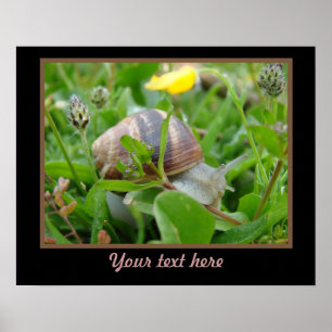 Snail With Yellow Flower Poster