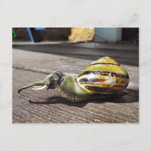 Snailephant Postcard