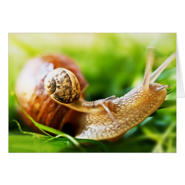 Snails (Front Horizontal)
