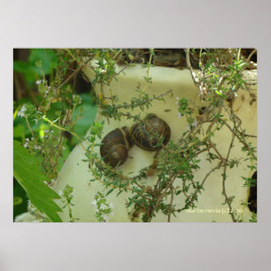 Snails in Thyme Poster