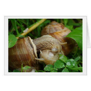 Snails Love Kiss Card