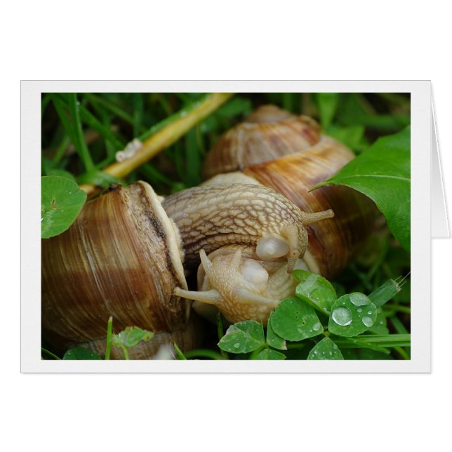 Snails Love Kiss Card (Front Horizontal)
