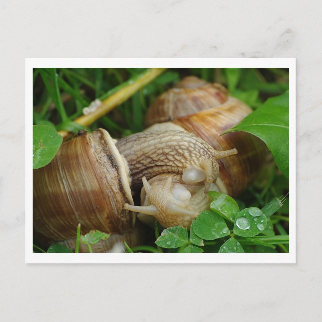 Snails Love Kiss Postcard (Front)