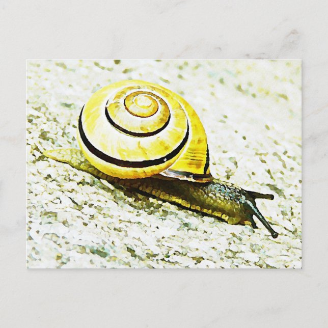 Snail's Pace Postcard (Front)