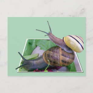 Snails Postcard