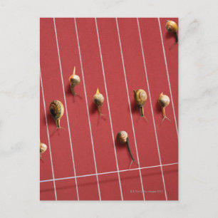 Snails running on the truck postcard