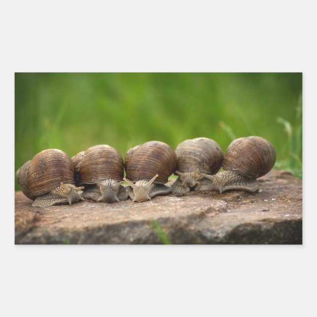 Snails, Shells, Animals Rectangular Sticker (Front)