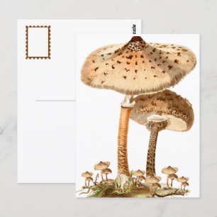 Snake Agaric Funghi Script Vintage Postcard