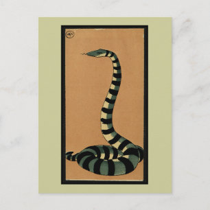 Snake - Antiquarian, Colourful Book Illustration Postcard