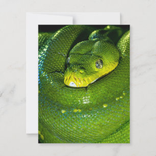 Snake Birthday Card Happy Birthday Snake