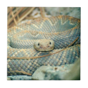 Snake Ceramic Tile