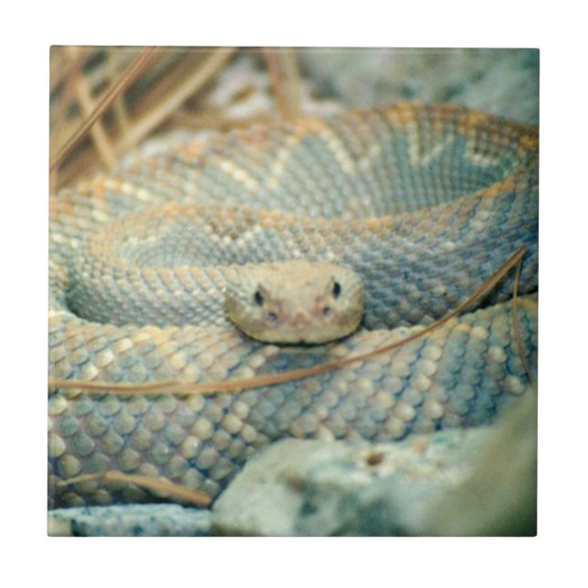 Snake Ceramic Tile (Front)