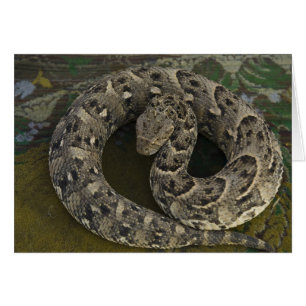 Snake Charmer's African Puff-adder Bitis