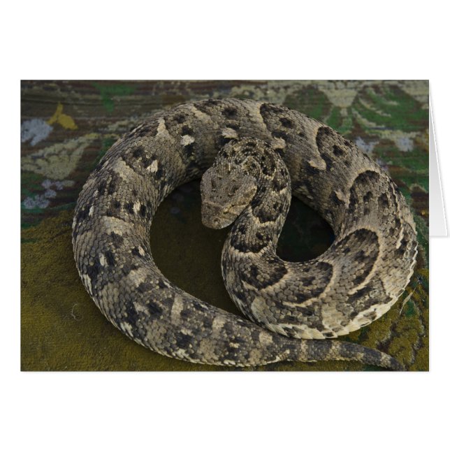 Snake Charmer's African Puff-adder Bitis (Front Horizontal)