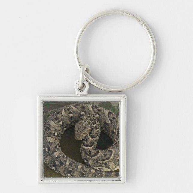 Snake Charmer's African Puff-adder Bitis Key Ring (Front)