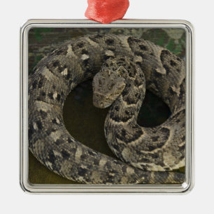 Snake Charmer's African Puff-adder Bitis Metal Ornament