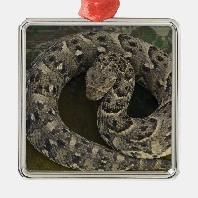 Snake Charmer's African Puff-adder Bitis Metal Ornament (Front)