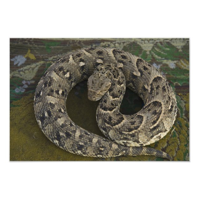 Snake Charmer's African Puff-adder Bitis Photo Print (Front)