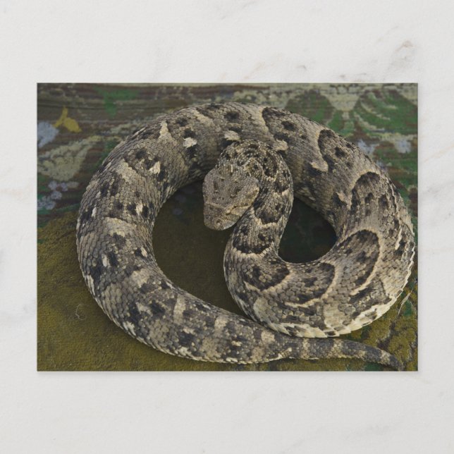 Snake Charmer's African Puff-adder Bitis Postcard (Front)