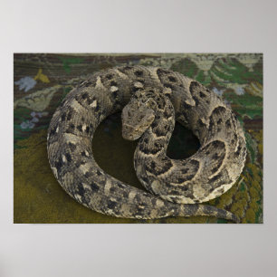 Snake Charmer's African Puff-adder Bitis Poster