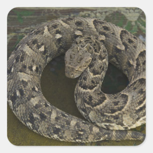 Snake Charmer's African Puff-adder Bitis Square Sticker