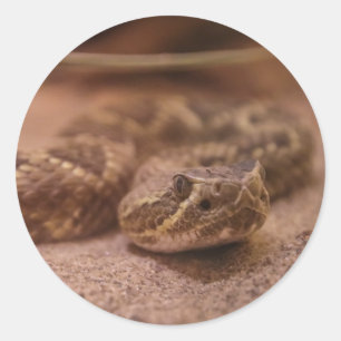 snake classic round sticker