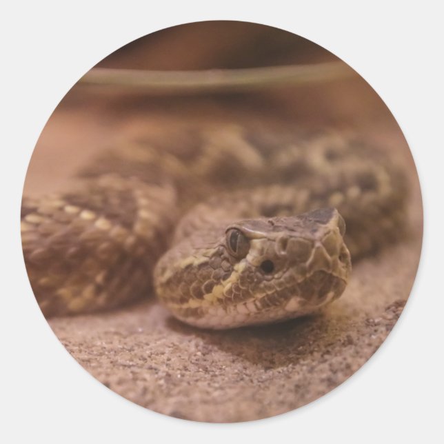 snake classic round sticker (Front)