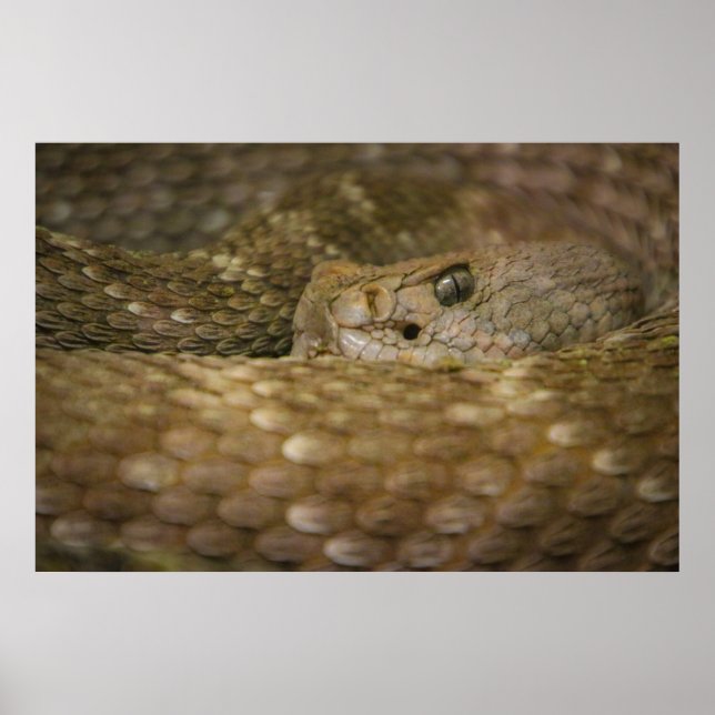 snake eye poster (Front)