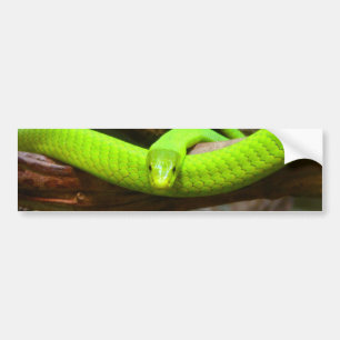 Snake Green Mamba Animal Scary Party Destiny Bumper Sticker