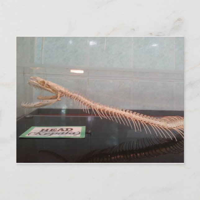 Snake Head Skeleton Postcard (Front)