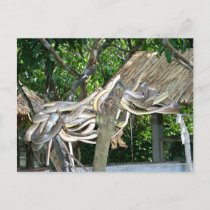 Snake Nest Postcard