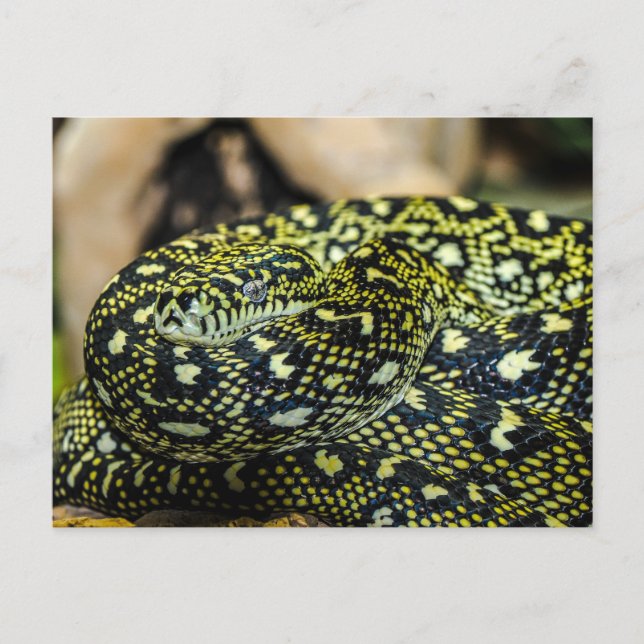 Snake Postcard (Front)