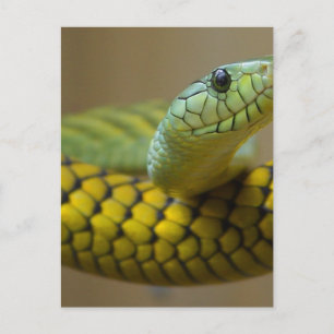 Snake Reptile Postcard