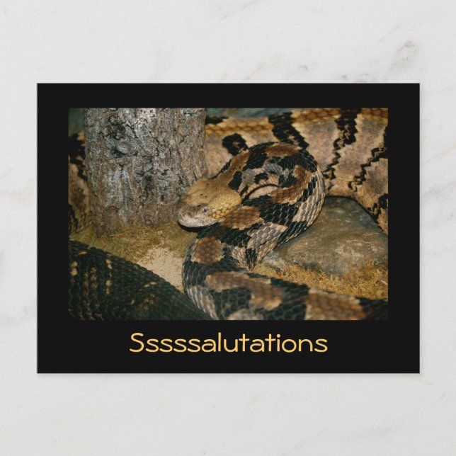 Snake saying Ssssalutations Postcard (Front)
